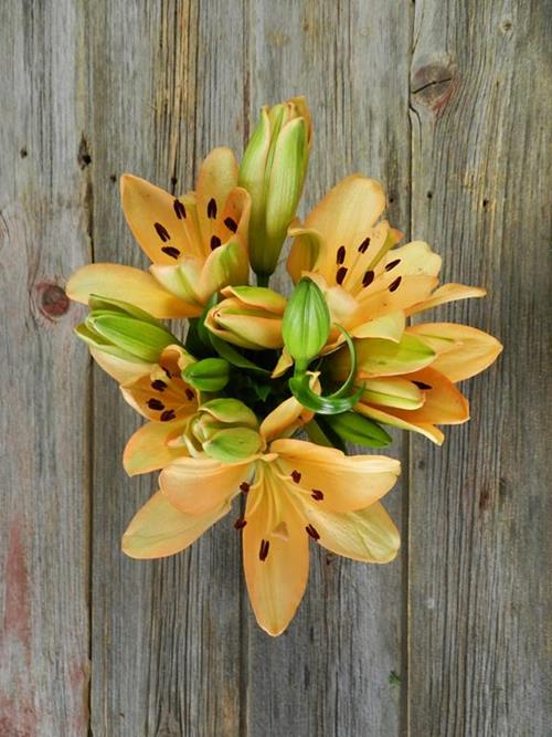 Wholesale Menorca Bloom Peach L.A. Hybrid Lilies Delivered Online